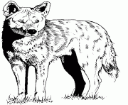 Printable coyote friend of wolf coloring pages