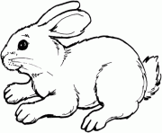 Printable coloring pages for kids rabbit animal1bb1 coloring pages