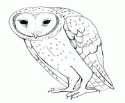Printable barn owl s for kids4027 coloring pages