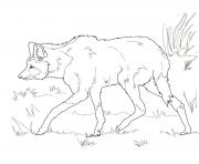 Printable south american maned wolf coloring pages