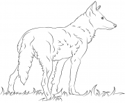 Printable florida red wolfs coloring pages
