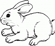 Printable easter bunny real coloring pages