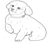 Printable short hair maltese dog coloring pages