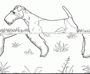 Printable fox terrier coloring pages