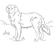 Printable golden retriever cute dog coloring pages