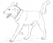 Printable husky dog realistic coloring pages