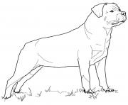 Printable rottweiler dog coloring pages