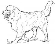 Featured image of post Dog Coloring Pages For Adults Printable : The common complaint among people is that dogs jump on and lick people, even if they are strangers.