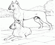 Printable two boxer dogs coloring pages