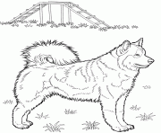 Printable husky dog coloring pages