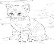 Printable cute kitten coloring pages