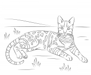 brown spotted tabby bengal cat