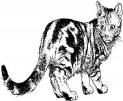 Printable realistic cat animal coloring pages