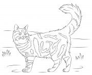 Printable maine coon cat coloring pages