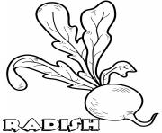Printable vegetable radish coloring pages