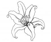 Printable flower lily real coloring pages