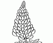 Printable lupine flower coloring pages