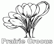Printable prairie crocus flower coloring pages
