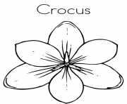Printable crocus flower coloring pages