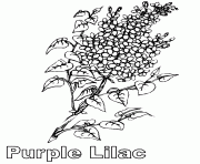 80 Top Lilac Flower Coloring Pages Images & Pictures In HD