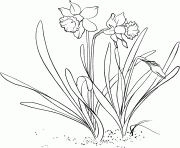 Printable adorable daffodil flower coloring pages