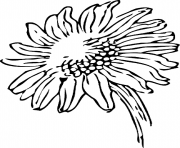 Printable exotic flower coloring pages