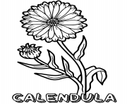 Printable calendula flower coloring pages
