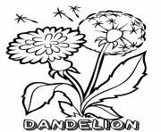 Printable dandelion flower coloring pages