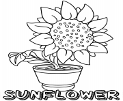 Printable sunflower in pot flower coloring pages