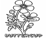 Printable buttercup flower coloring pages