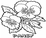Printable pansy flower coloring pages
