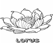Printable lotus flower to print coloring pages