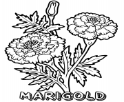 Printable marigold flower coloring pages
