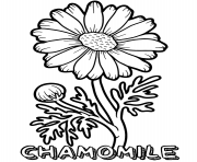 Printable chamomile flower coloring pages