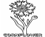 Printable cornflower flower coloring pages