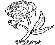 Printable peony flower coloring pages