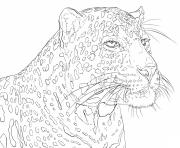 Printable african leopard pardus coloring pages