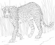 Printable african leopard coloring pages