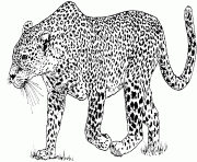 Printable leopard panthera pardus coloring pages