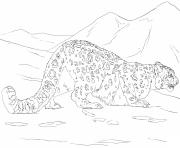 Printable snow leopard hunting coloring pages