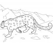 Printable snow leopards animal coloring pages