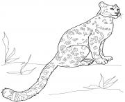 Printable snow leopard sitting coloring pages