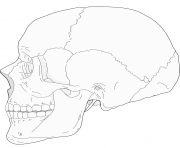 Printable human skull side view coloring pages