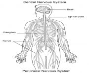 Printable nervous system coloring pages