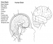 Printable human brain worksheet coloring pages
