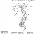 Printable central nervous system worksheet coloring pages