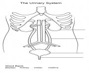 Printable urinary system worksheet coloring pages