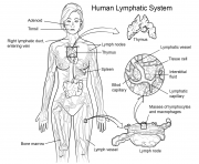 Printable lymphatic system coloring pages