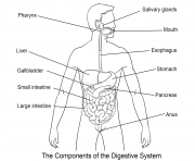 digestive system