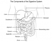 Printable human digestive system coloring pages